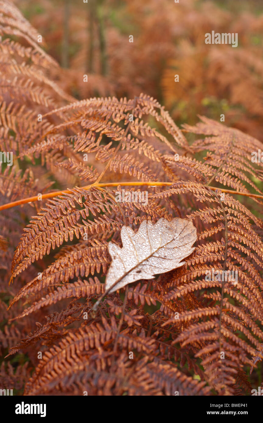 bracken fond in autumn Stock Photo