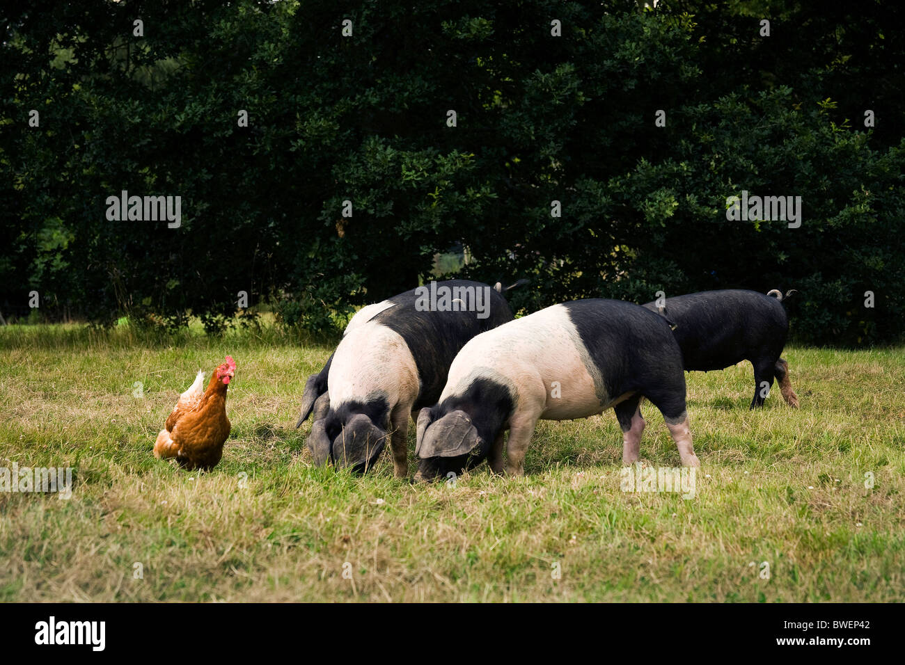 Saddleback pigs at Sheila Hume's Scullsgate cottage Benenden Kent UK Stock Photo