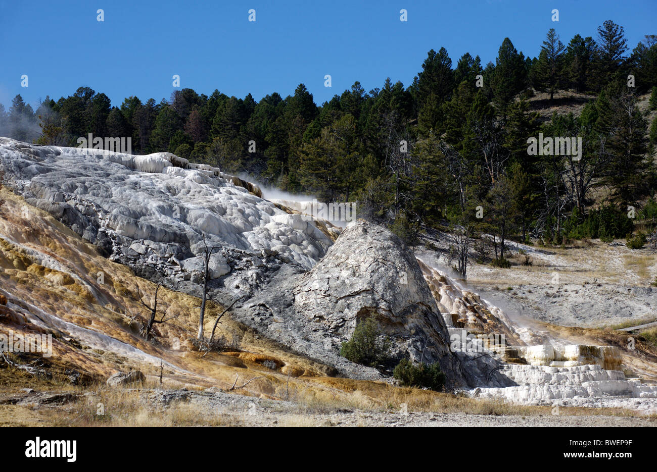 The Minerva Terrace hot sping in Yellowstone National Park in Wyoming, United States Stock Photo