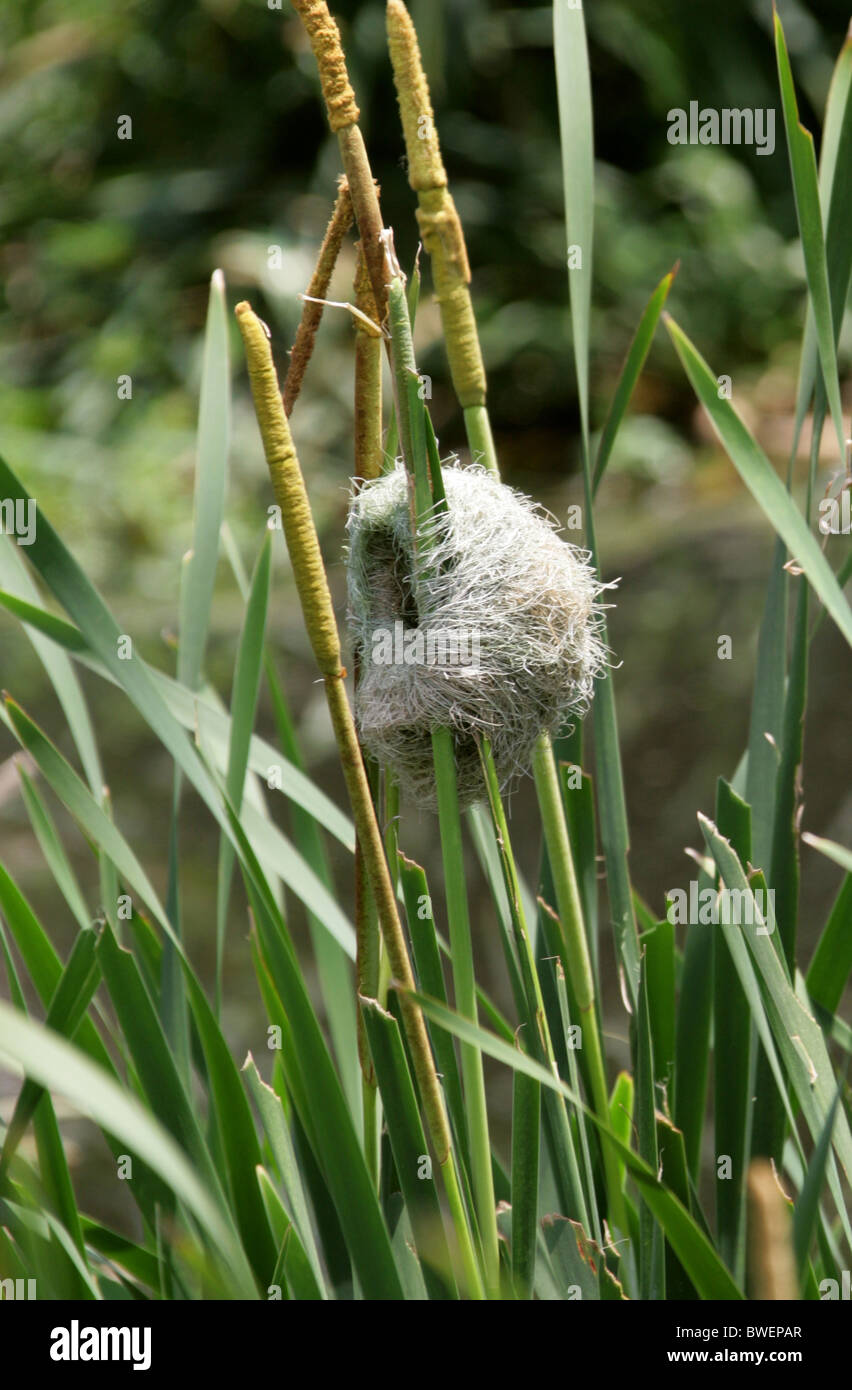 Weaver Birds Nest Attached to Reeds, Hluhluwe, Mpumalanga, South Africa Stock Photo