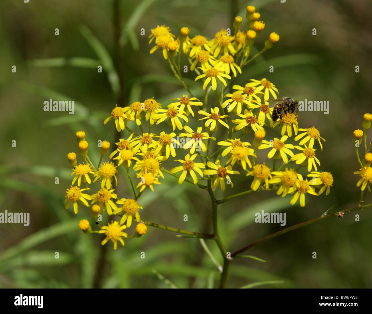 African Daisy, Senecio pterophorus, Asteraceae, Hluhluwe, Mpumalanga, South Africa Stock Photo