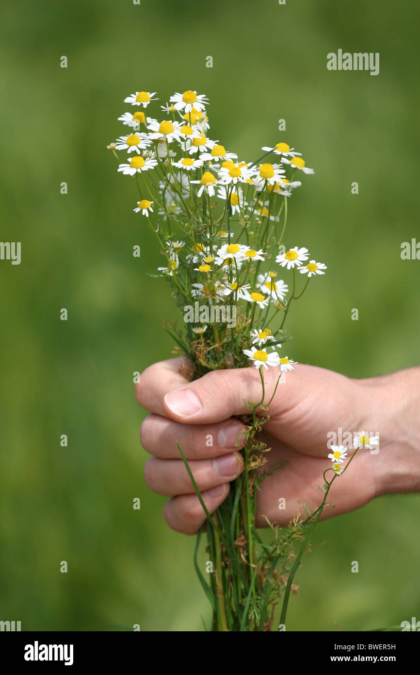 A hand with some fresh picked flowers Stock Photo Alamy