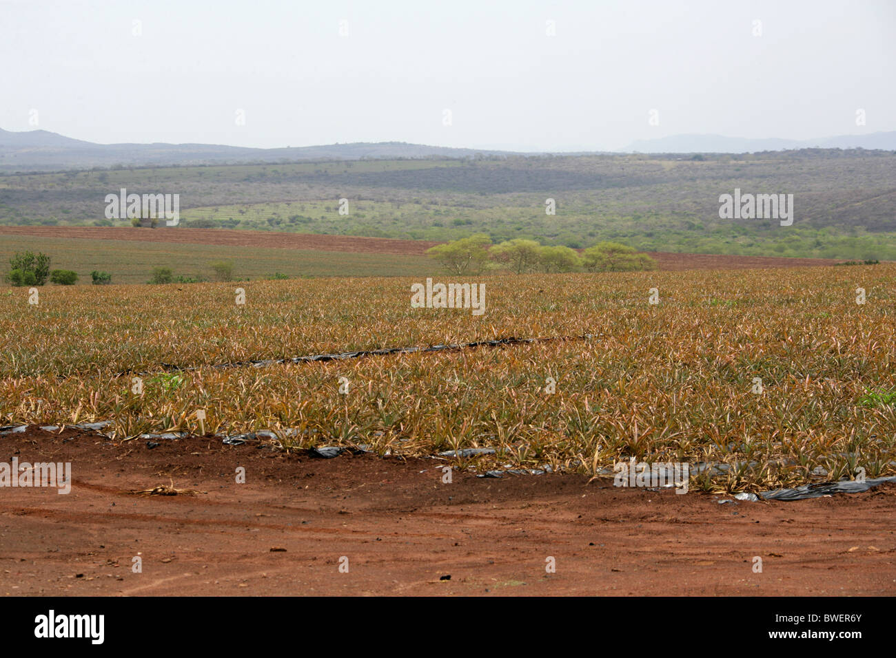 Pineapple Plantation High Resolution Stock Photography and Images Alamy
