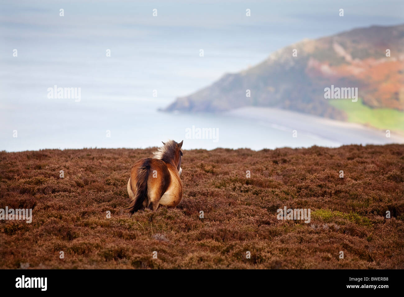 A wild pony on the moors above Porlock in Exmoor, UK Stock Photo