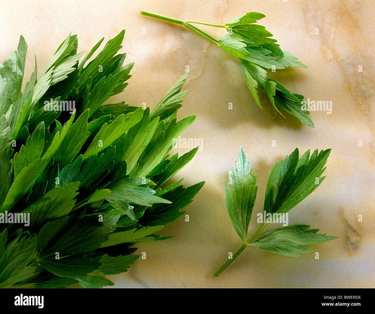 Continental parsley hires stock photography and images Alamy