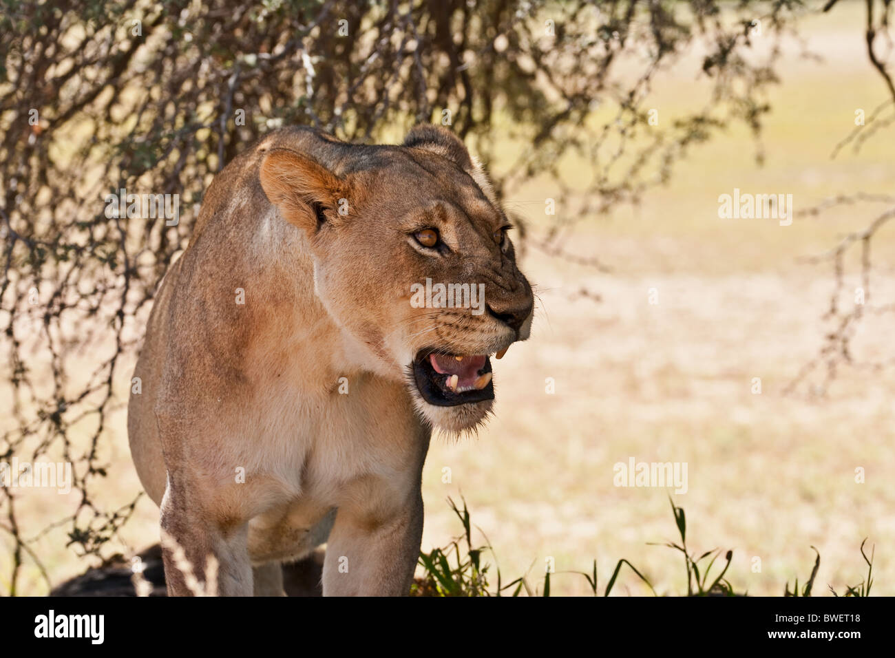 Lioness, female lion (Panthera leo) Stock Photo