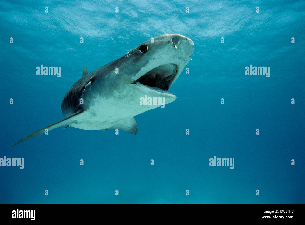 Tiger Shark (Galeocerdo cuvier). Egypt - Red Sea Stock Photo - Alamy