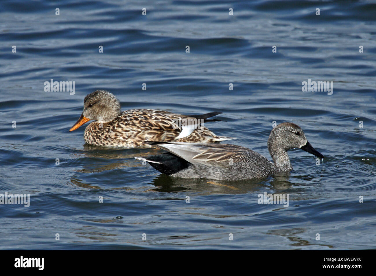 Gadwall (Anas strepera) - male and female Stock Photo