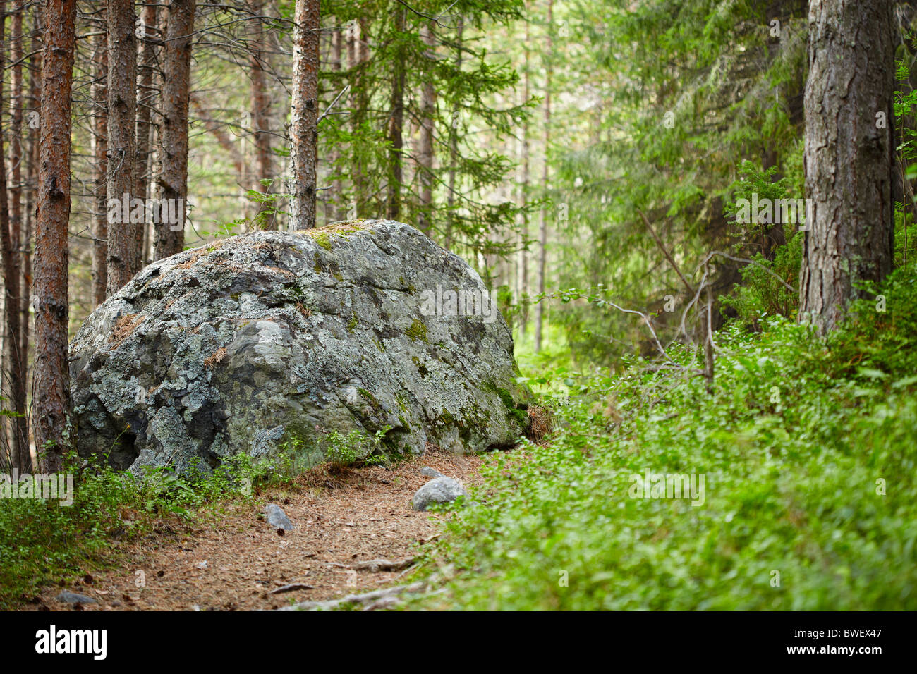 Bright landscape - path in the coniferous forest Stock Photo