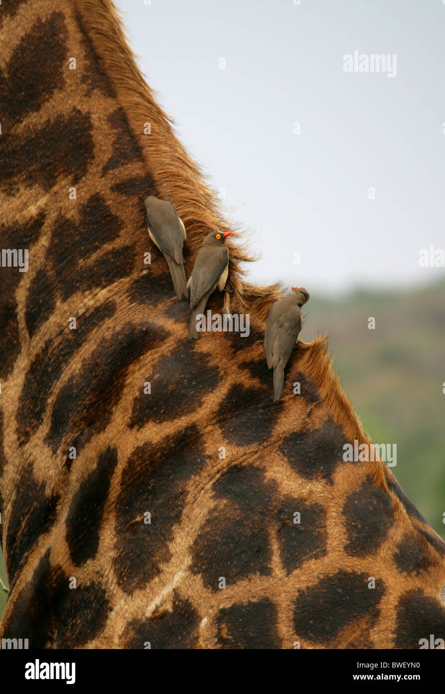 Red-billed Oxpecker, Buphagus erythrorhynchus, Buphagidae. Three Birds on a South African Giraffe. Stock Photo