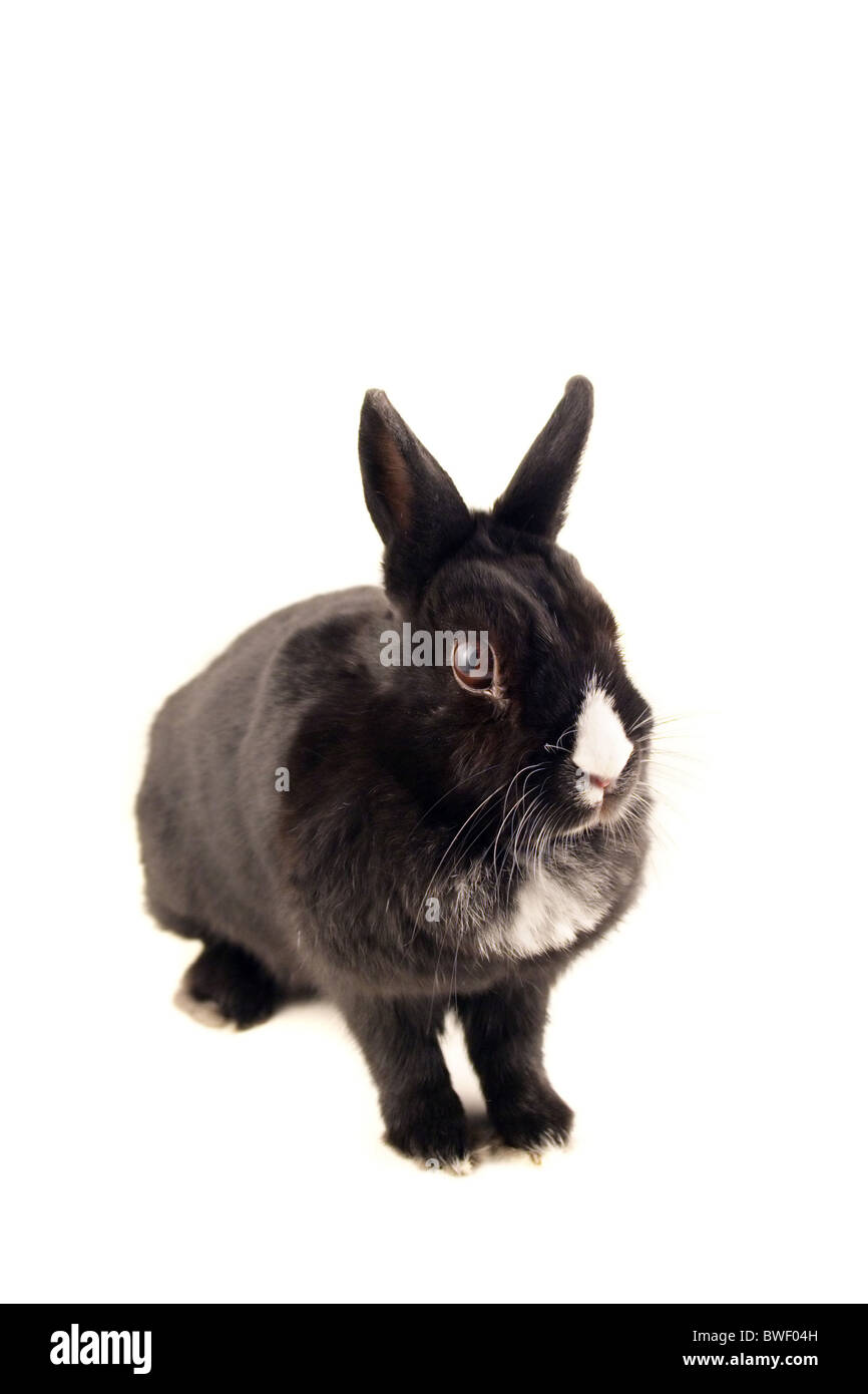 A little bunny isolated on white background Stock Photo - Alamy