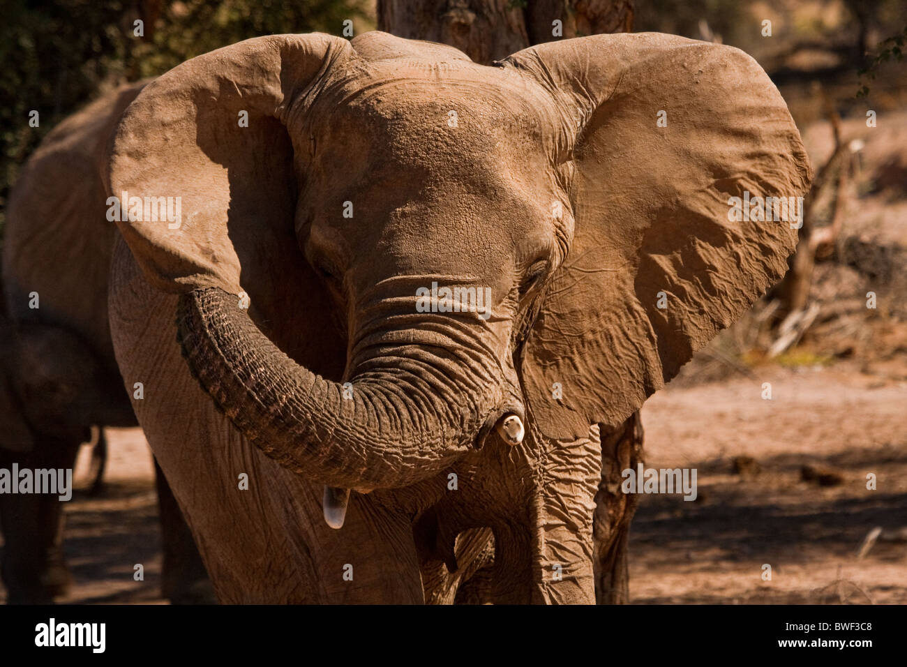 In Damaraland, just beyond Doro Nawas in Namibia,  a desert-adapted elephant uses his trunk to scratch behind his ear Stock Photo