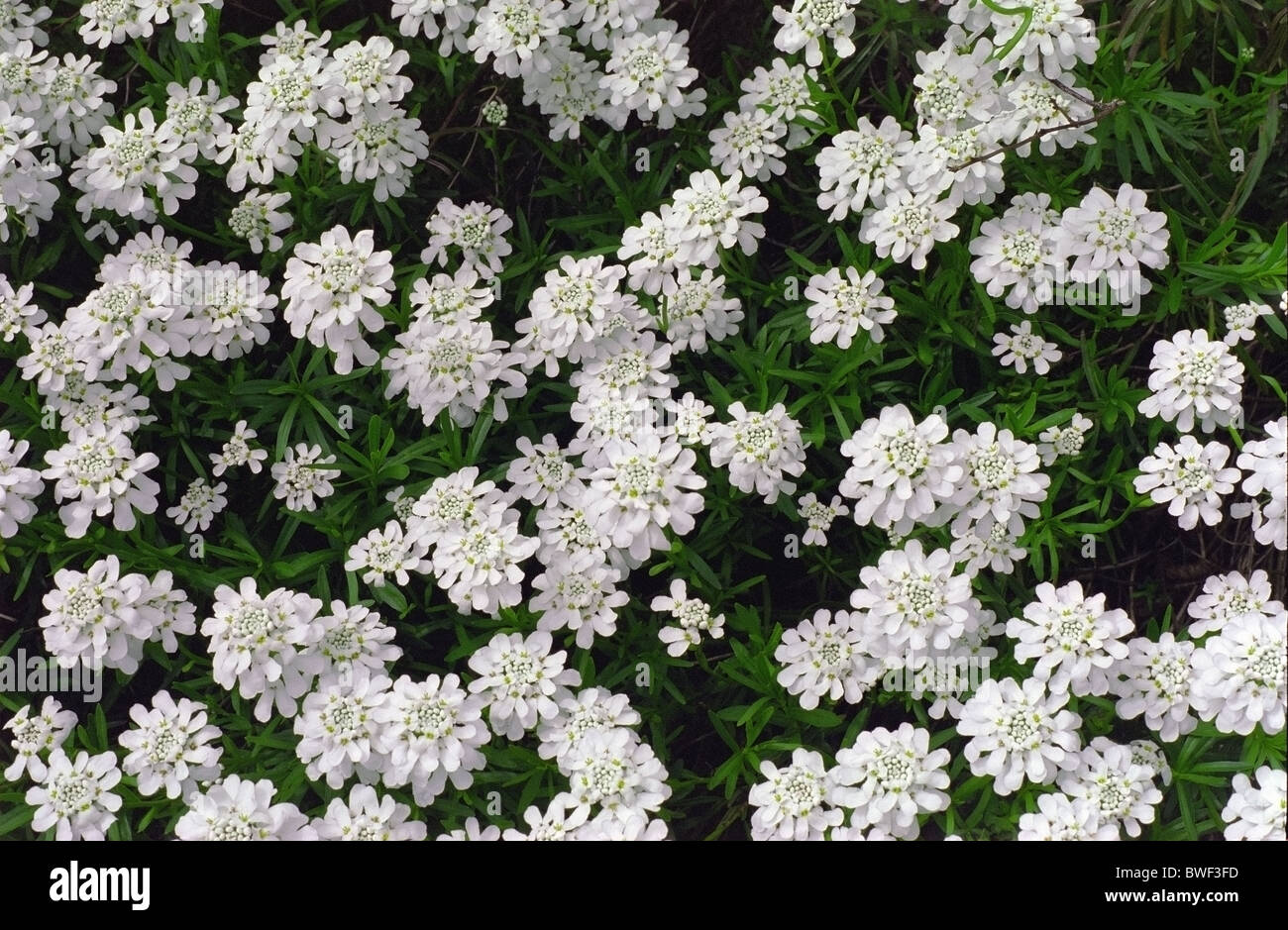 Close up of Iberis sempervirens otherwise known as Candytuft in Flower Stock Photo