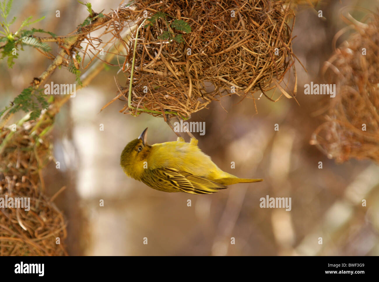 Female Lesser Masked-Weaver, Ploceus intermedius, Ploceidae. Inspecting a Nest. Stock Photo