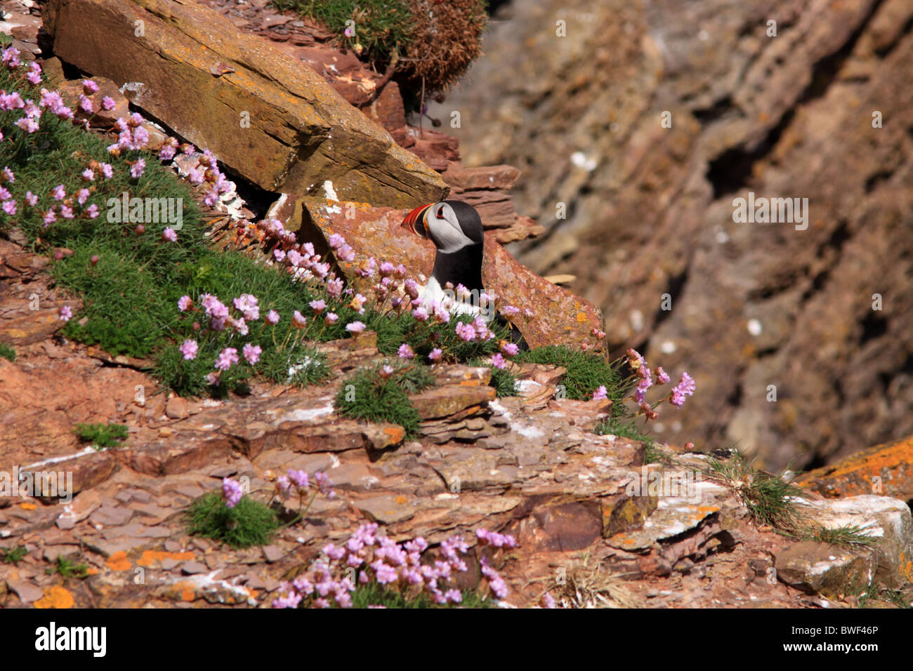 Puffins on cliff Stock Photo Biology Diagrams