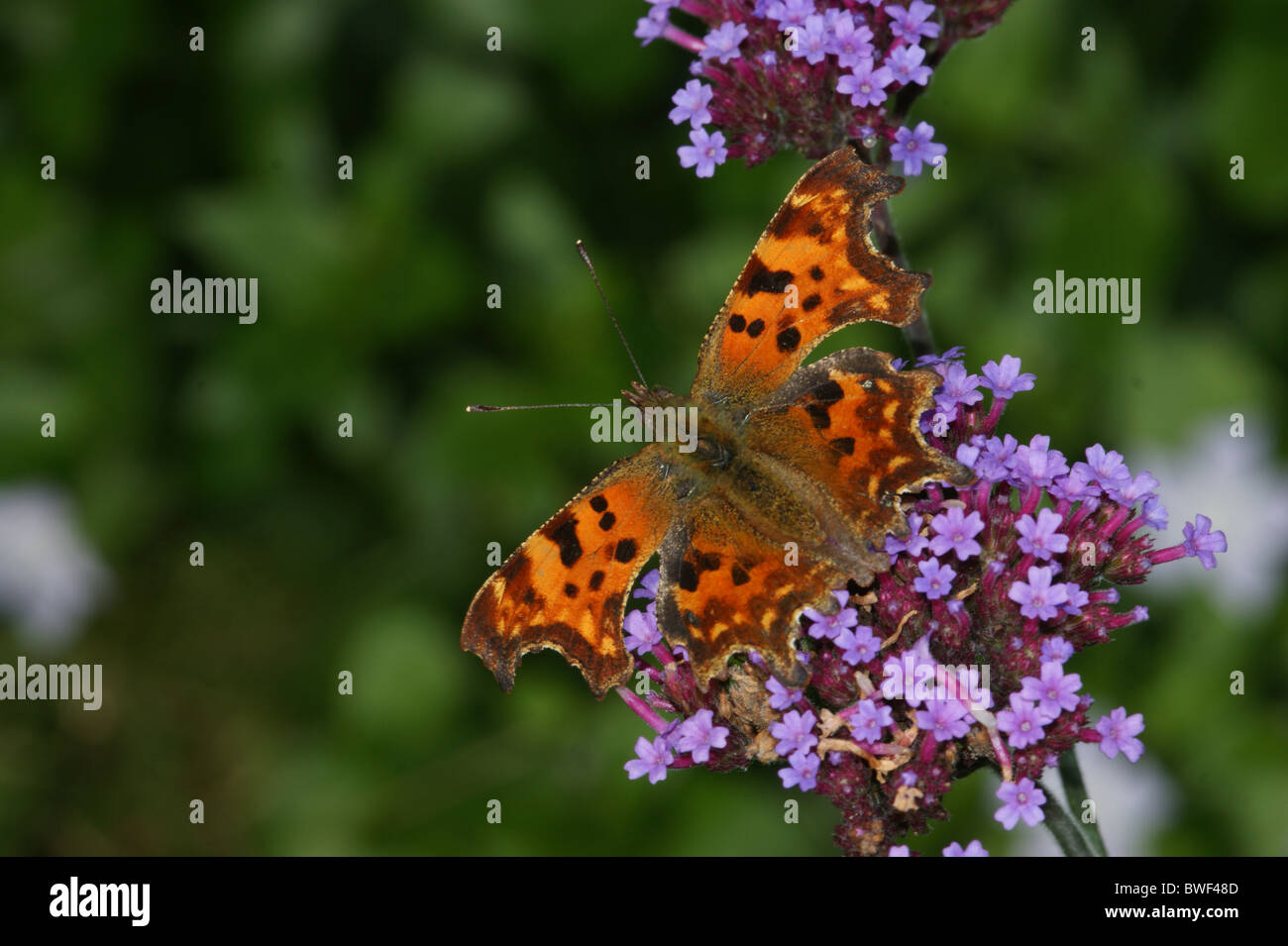Polygonia c-album  Comma butterfly Stock Photo