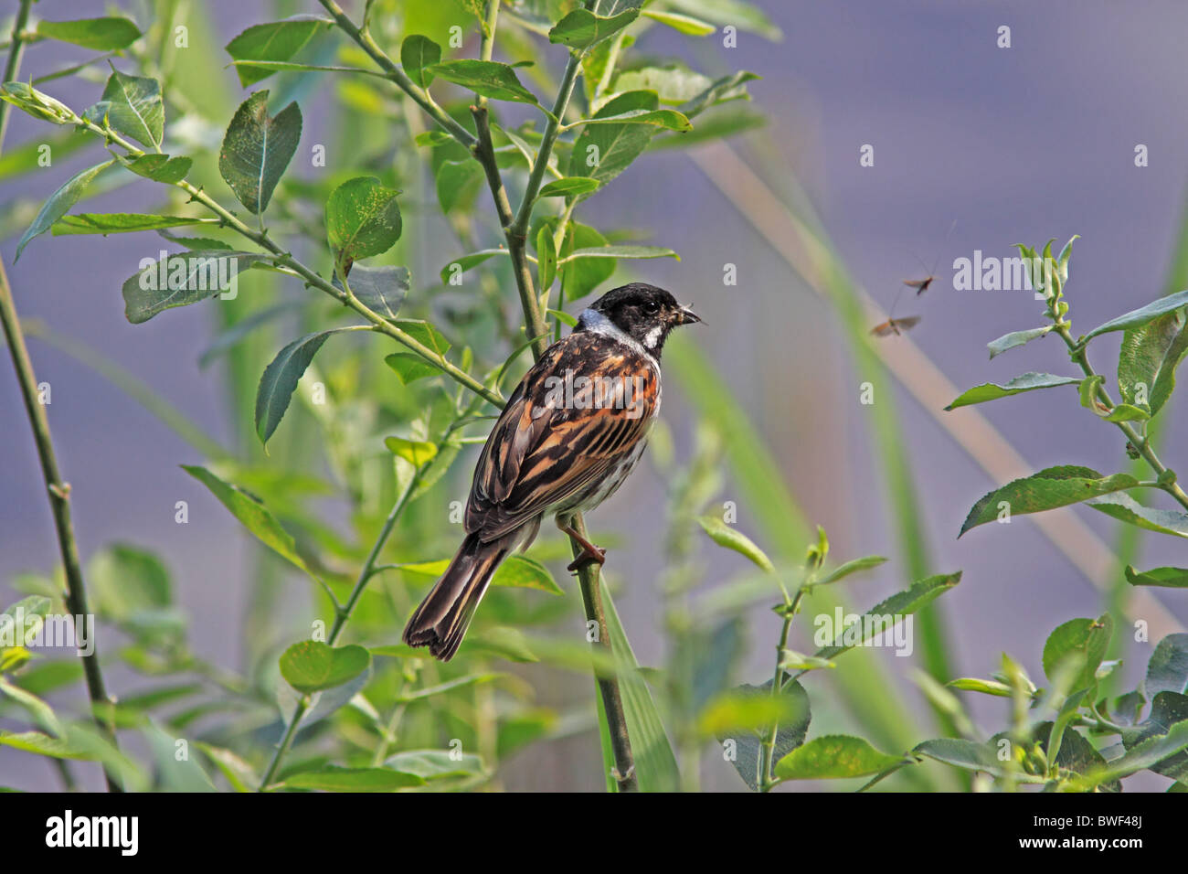 Reed Bunting by Scottish Loch Stock Photo