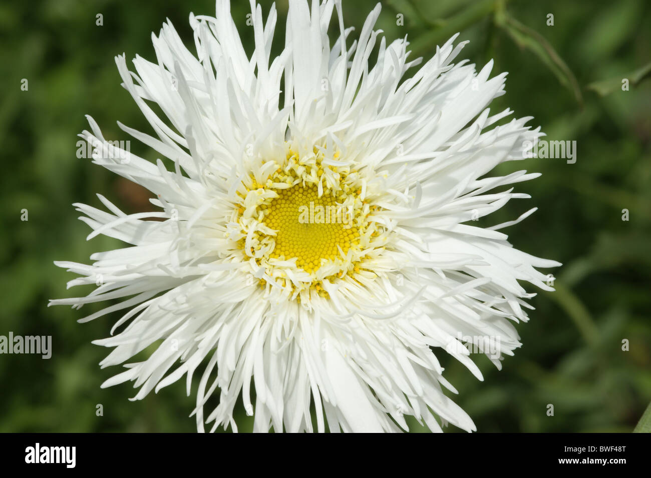 Leucanthemum x superbum  'Aglaia' Stock Photo