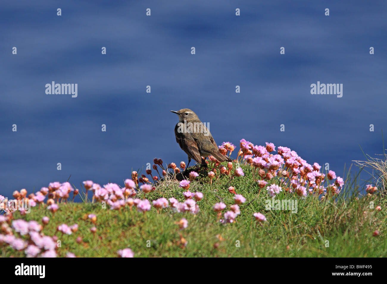 Rock Pipit and wild flowers of Thrift Stock Photo