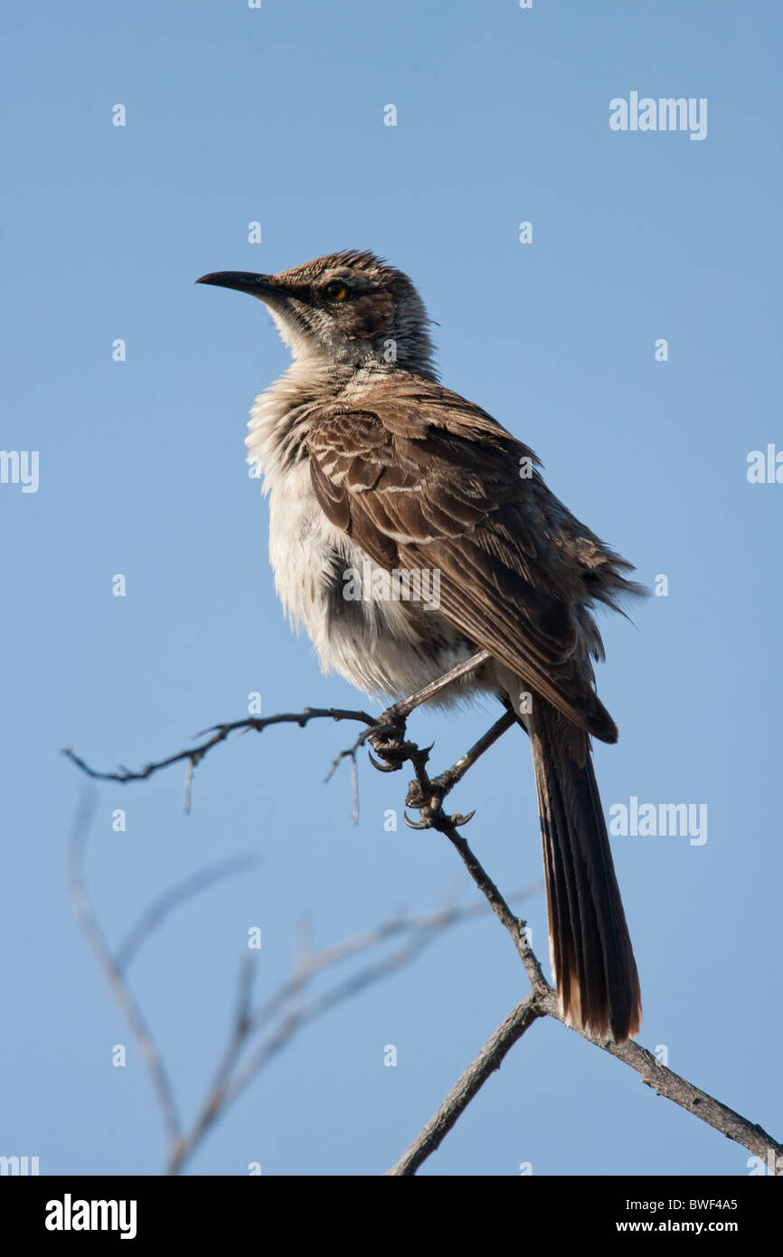 Galapagos Mockingbird (Mimus parvulus personatus) on Santiago Island, Galapagos. Stock Photo