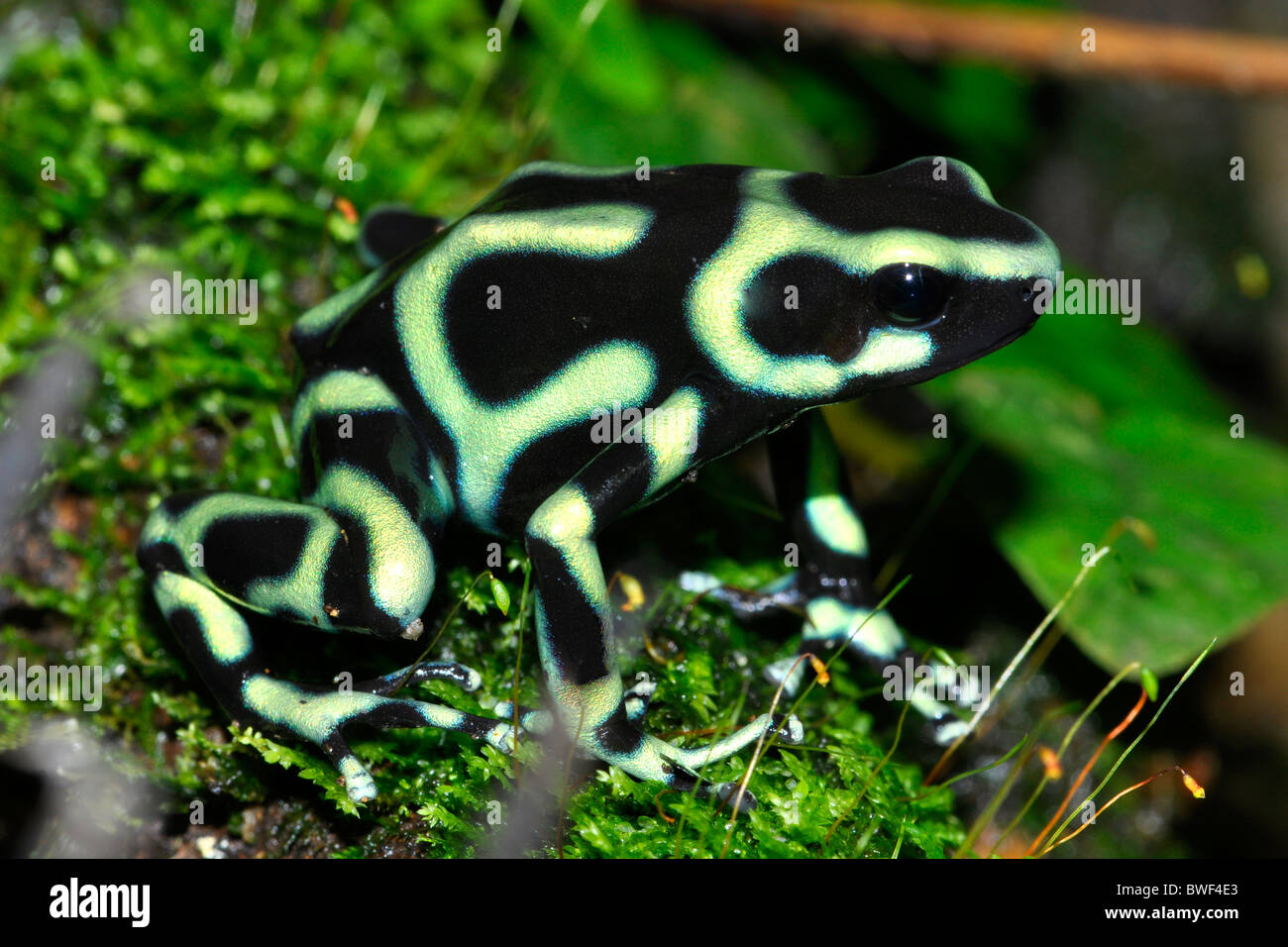 Green and black poison dart frog ( Dendrobates Aurates) Costa Rica Stock Photo