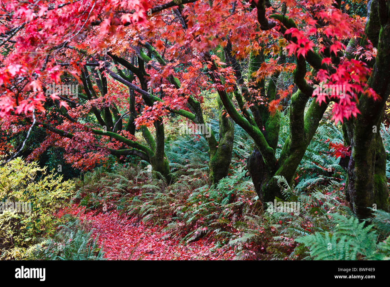 Autumn colours in John Ruskin's garden, Brantwood, Coniston, Lake District National Park, Cumbria, England Stock Photo