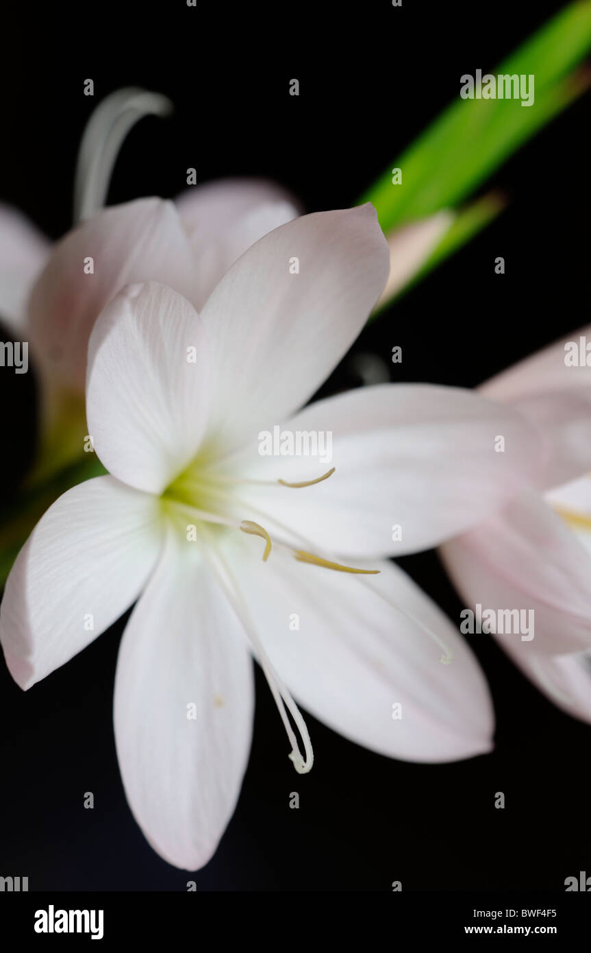 schizostylis coccinea pink princess white pink kaffir lily lilies