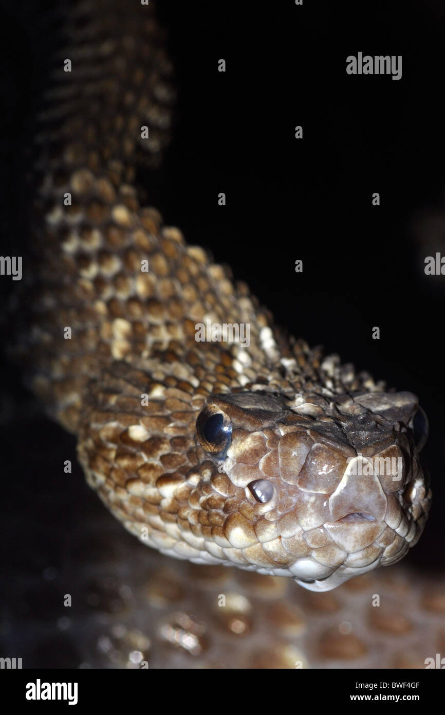 Chameleon Rattlesnake (Crotalus durissus) Venezuela. Stock Photo