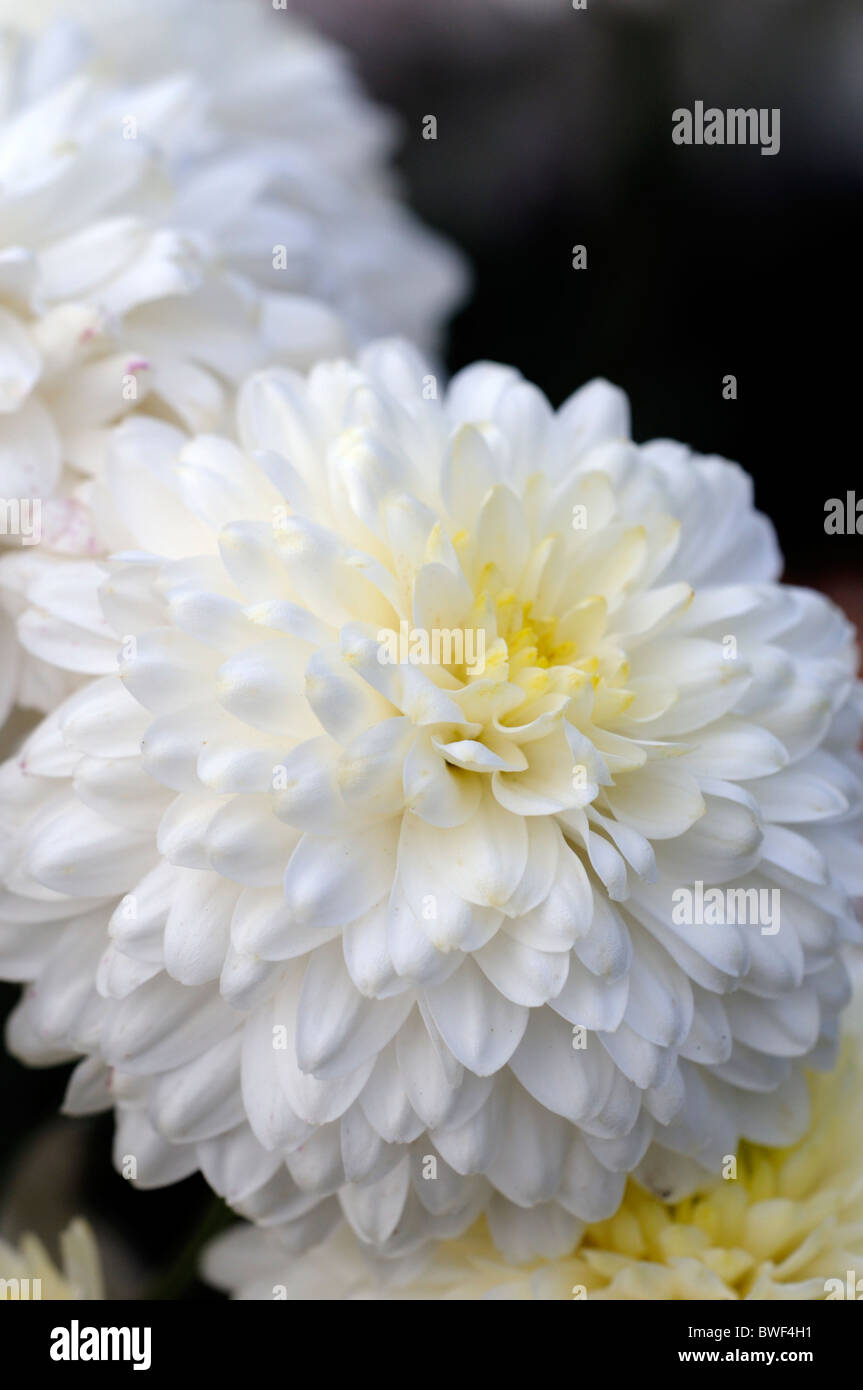 Chrysanthemum 'Anna Marie' spray double half-hardy perennial aromatic lobed leaves long-stemmed double white flowers Stock Photo