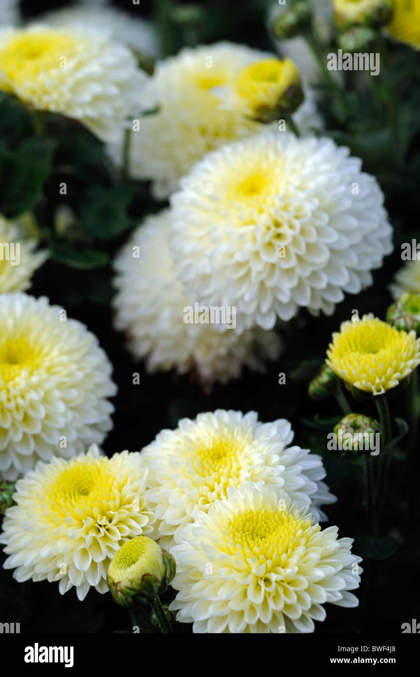 White chrysanths hi-res stock photography and images - Alamy