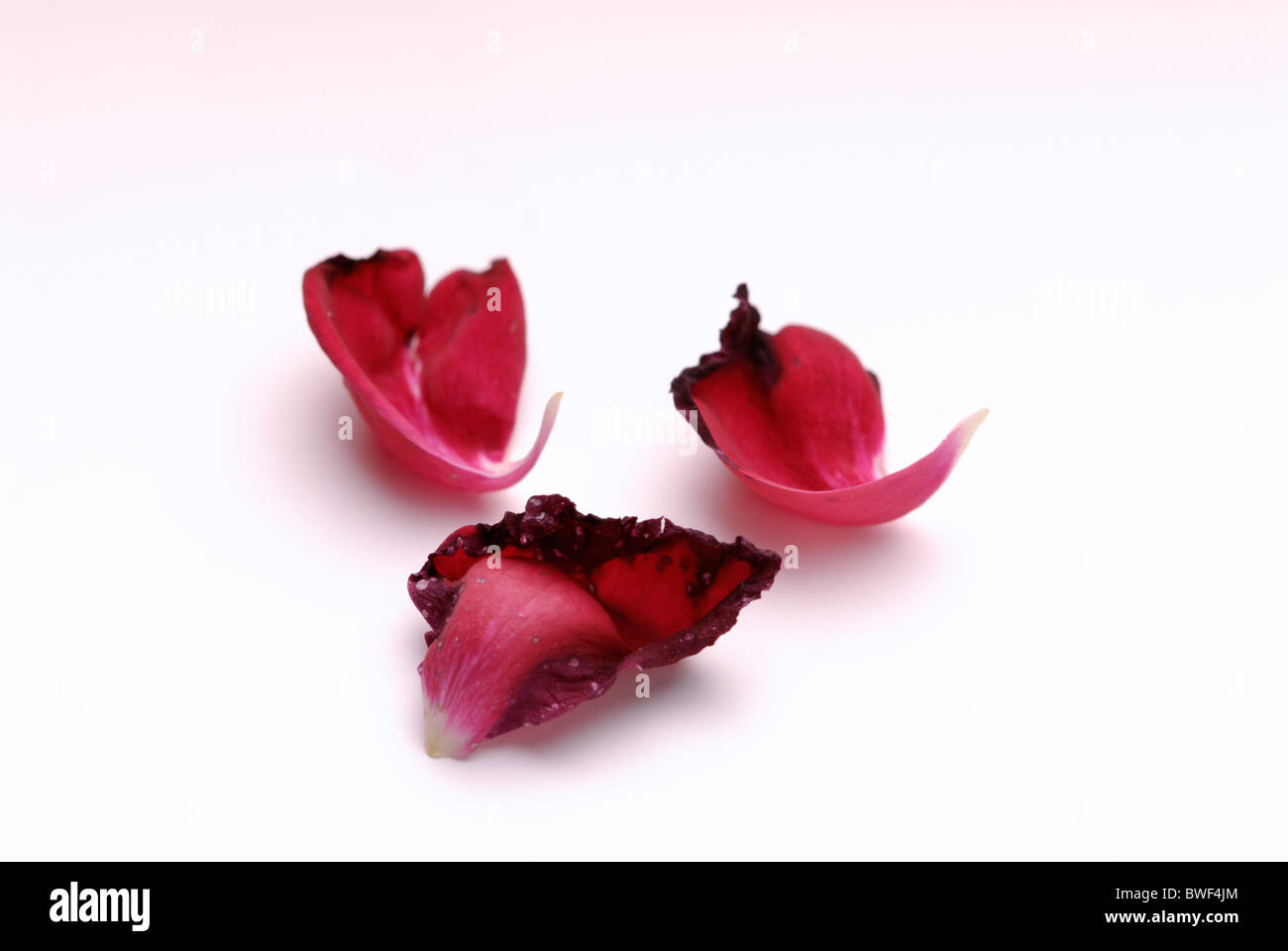 Withered roses petals, isolated on white with shadow Stock Photo - Alamy