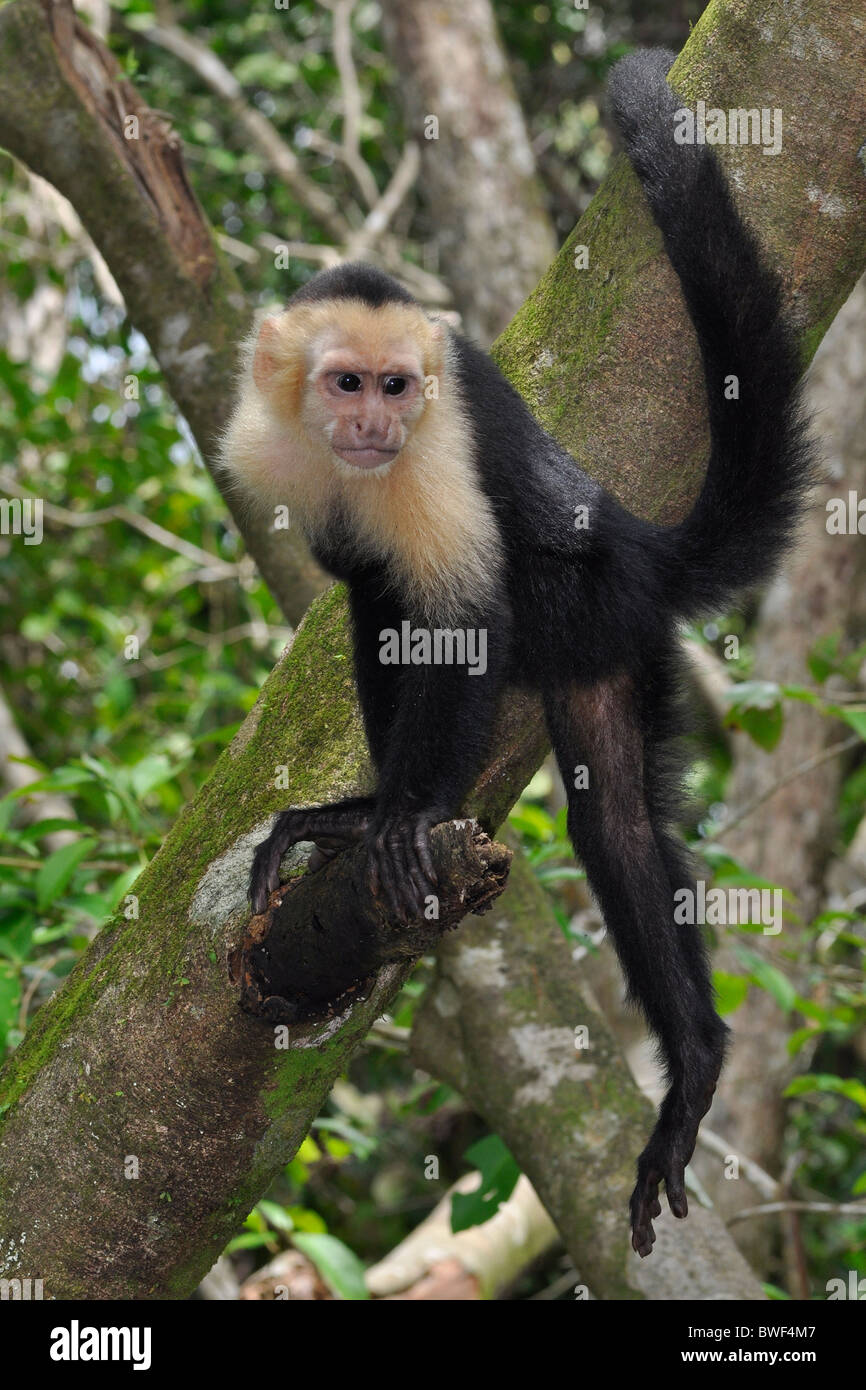 Capuchin (Cebus capucinus) in trees. Manuel Antonio, Costa Rica Stock Photo