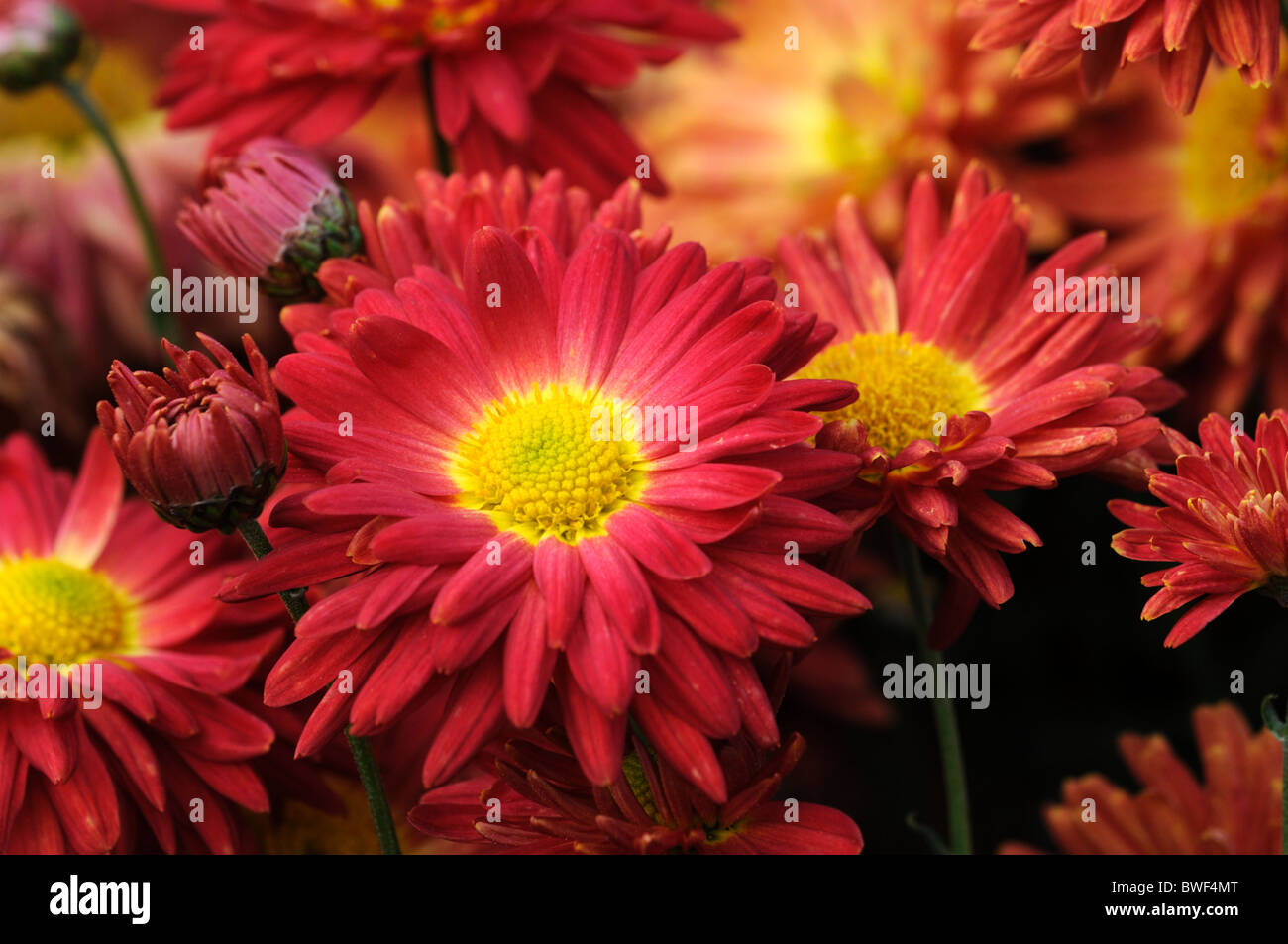 chrysanthemum duncan spray single annual summer plant red flowers
