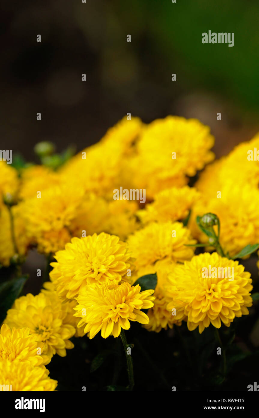 Chrysanthemum 'Janet Wells' annual summer plant yellow flowers arranged compound capitulum inflorescence Stock Photo