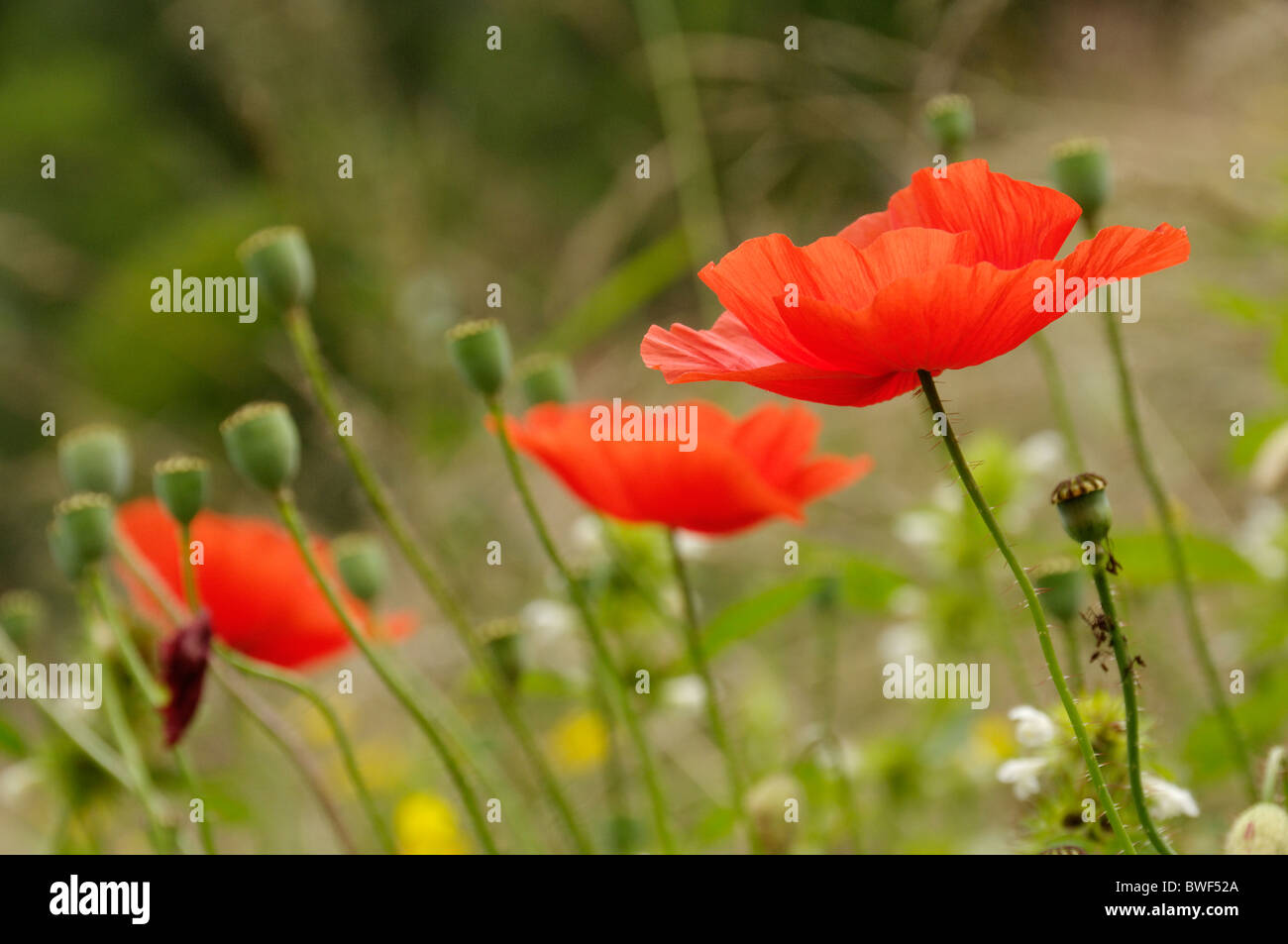 Alpine poppies hi-res stock photography and images - Alamy