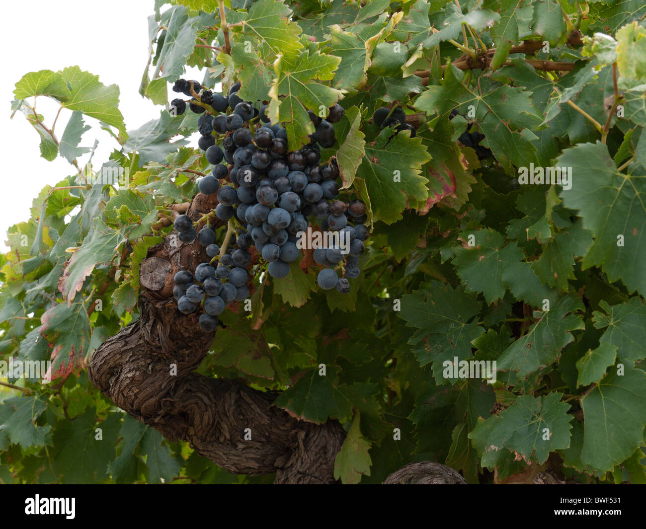 Grapes in vaucluse in provence hires stock photography and images Alamy