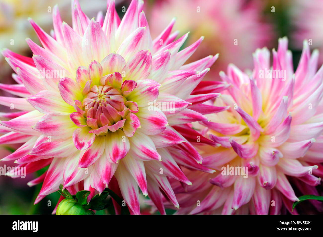 dahlia cha cha Semi Cactus type variety hybrid White Dark Red color colour colored coloured flower bloom blossom Stock Photo