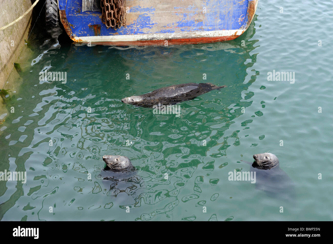 Seal in fishing fish harbour at Howth,Irish sea,Co. Dublin,Ireland