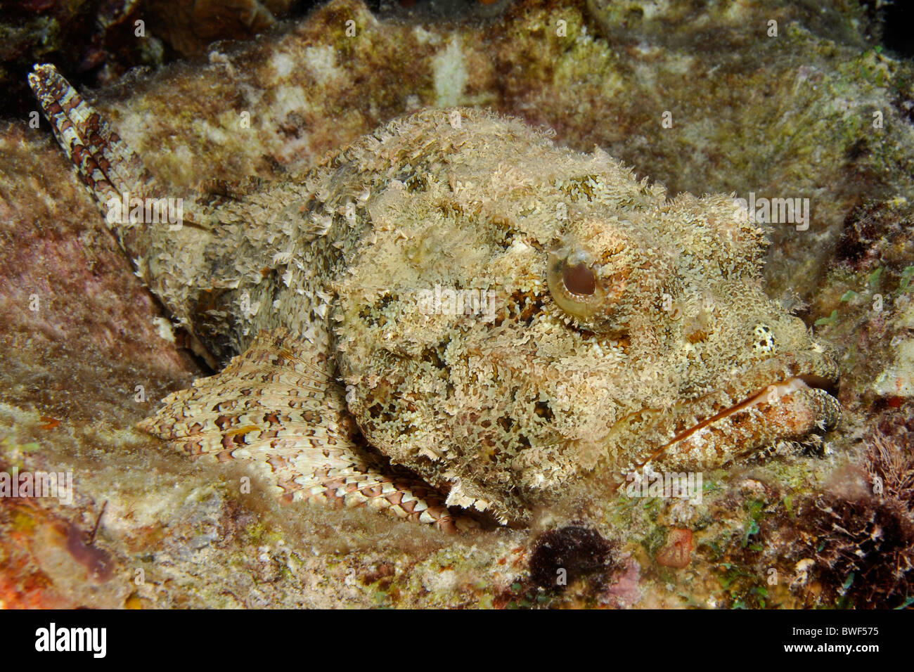 Spotted scorpionfish , Scorpaena plumieri, Bonaire Stock Photo