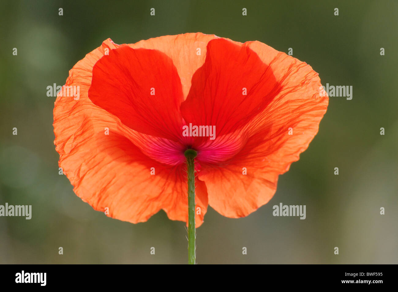 A Red Poppy in a green field Stock Photo - Alamy