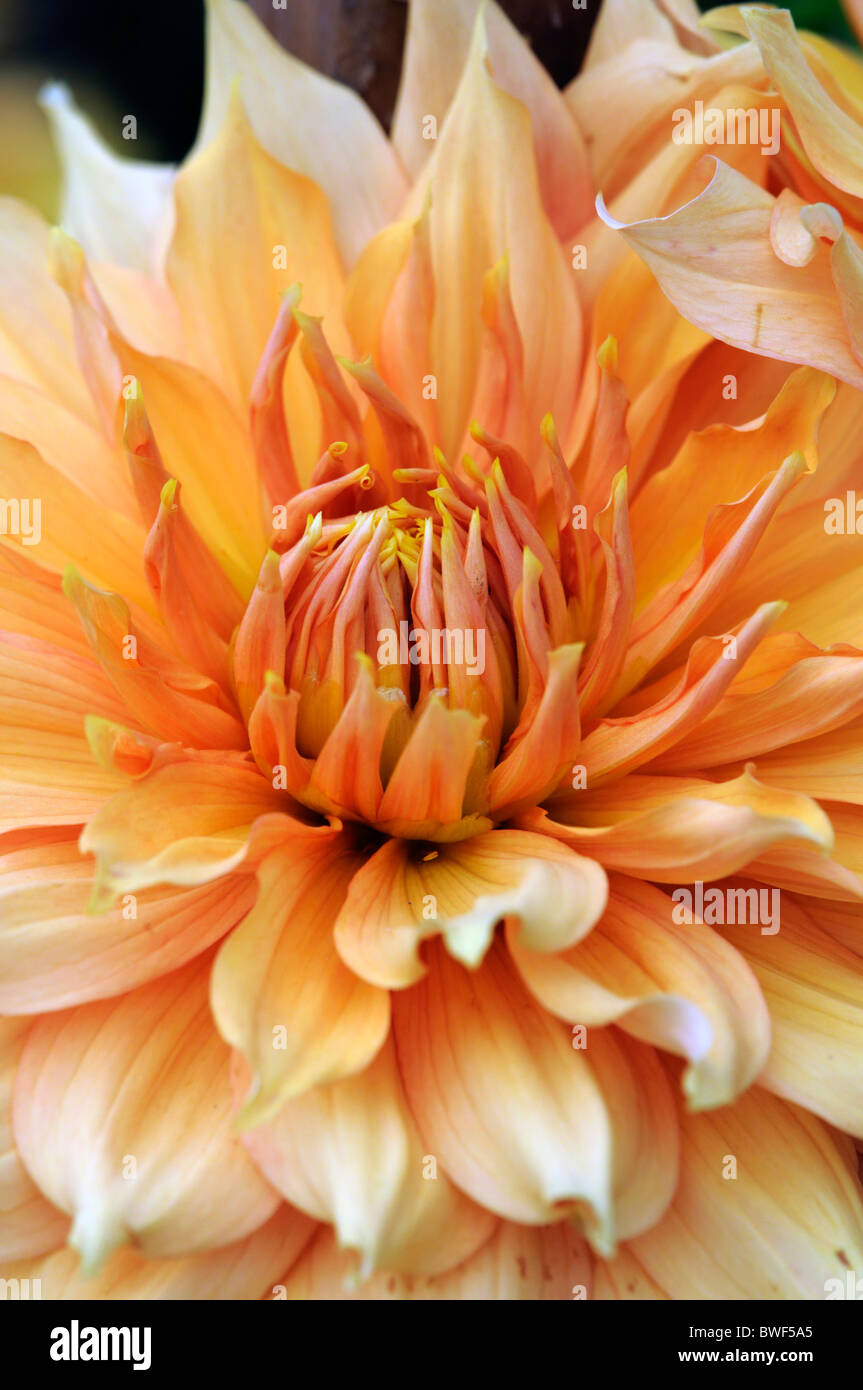 dahlia hamari gold bronze flower bloom blossom decorative type variety