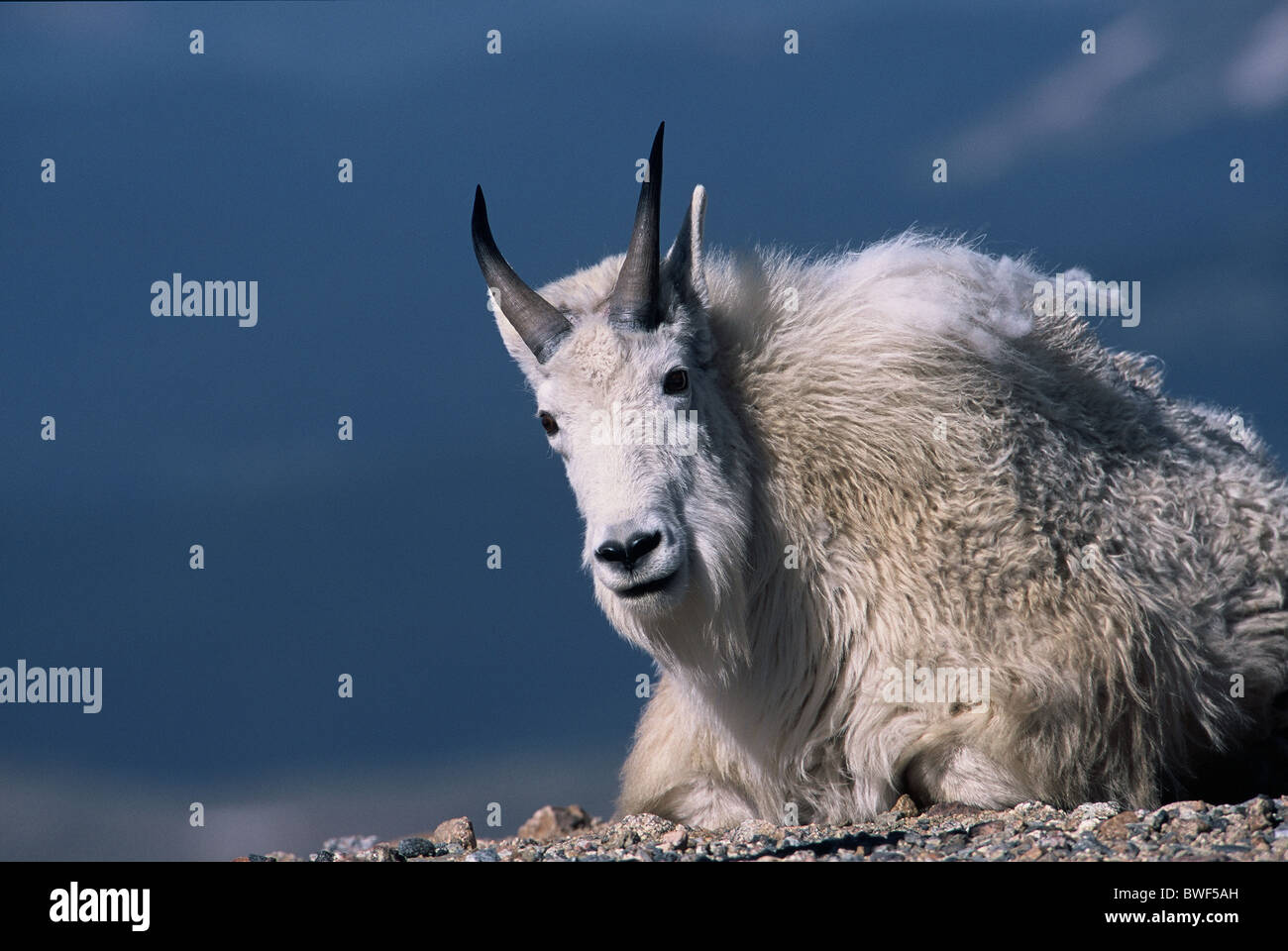 Mountain Goat (Oreamnos americanus) in the wild Stock Photo