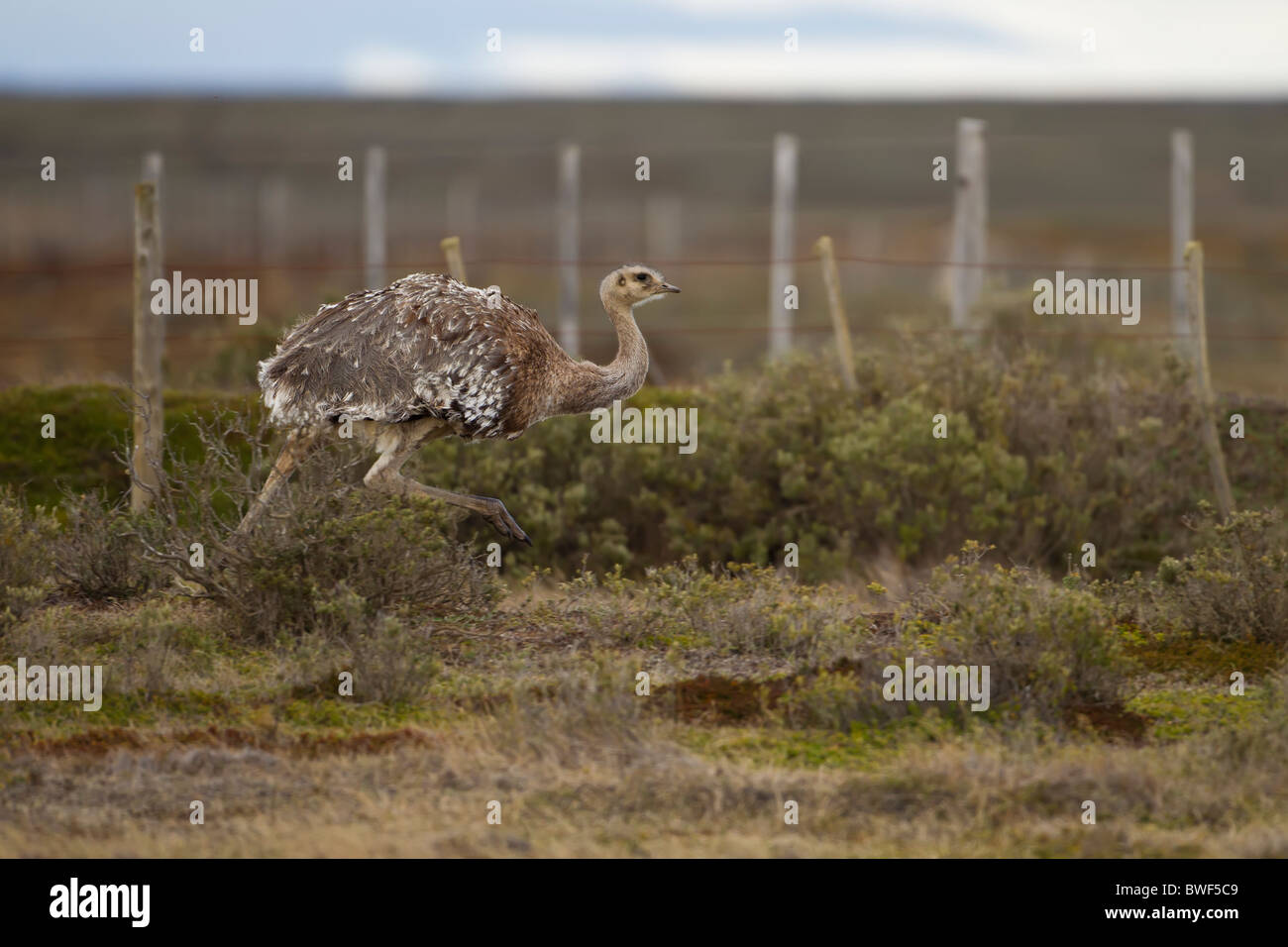 Lesser Rhea running along the fence line on the steppe in Patagonian Chile Stock Photo