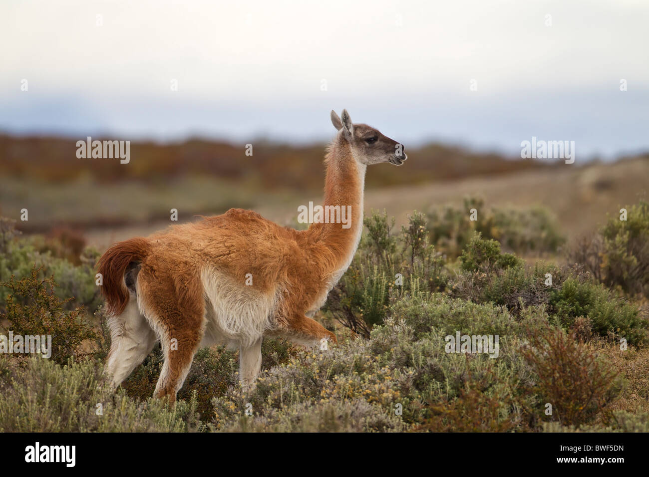 Guanco (Lama guanicoe) - Chile Stock Photo