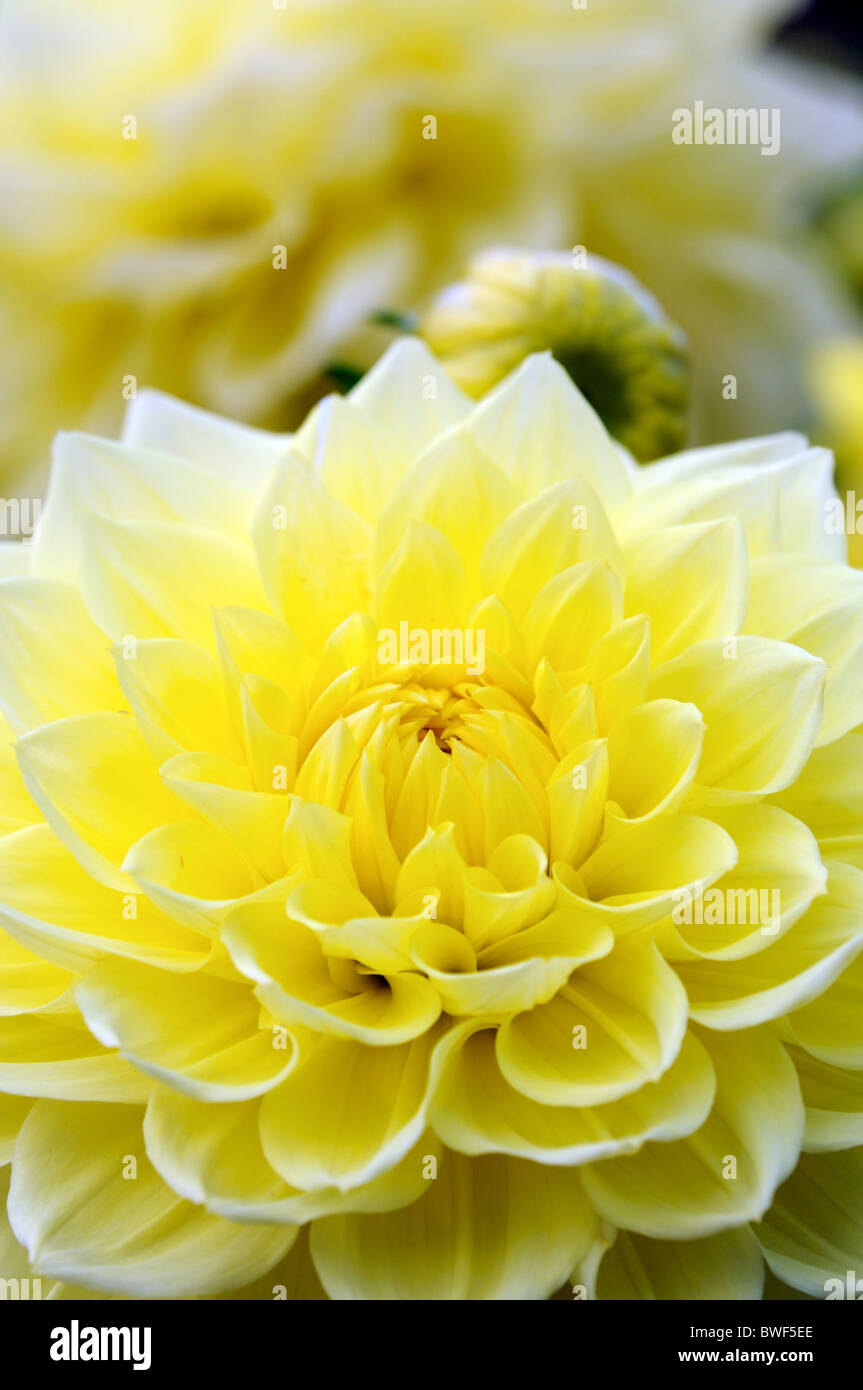 Dahlia mascot maya synonym Charlie Two S Mellen decorative yellow ...