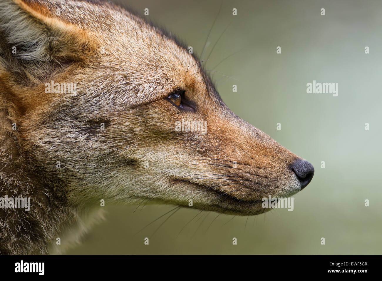 Patagonian Red Fox in the rain (Dusicyon culpaeus) Stock Photo