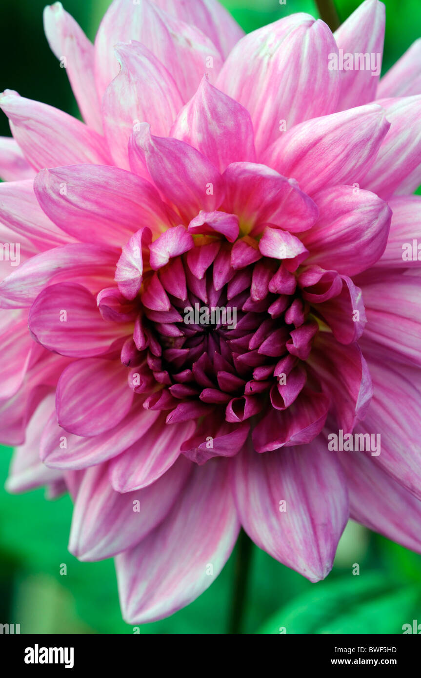 Dahlia 'Rosella' dinner Plate Dinnerplate type variety pink flower ...