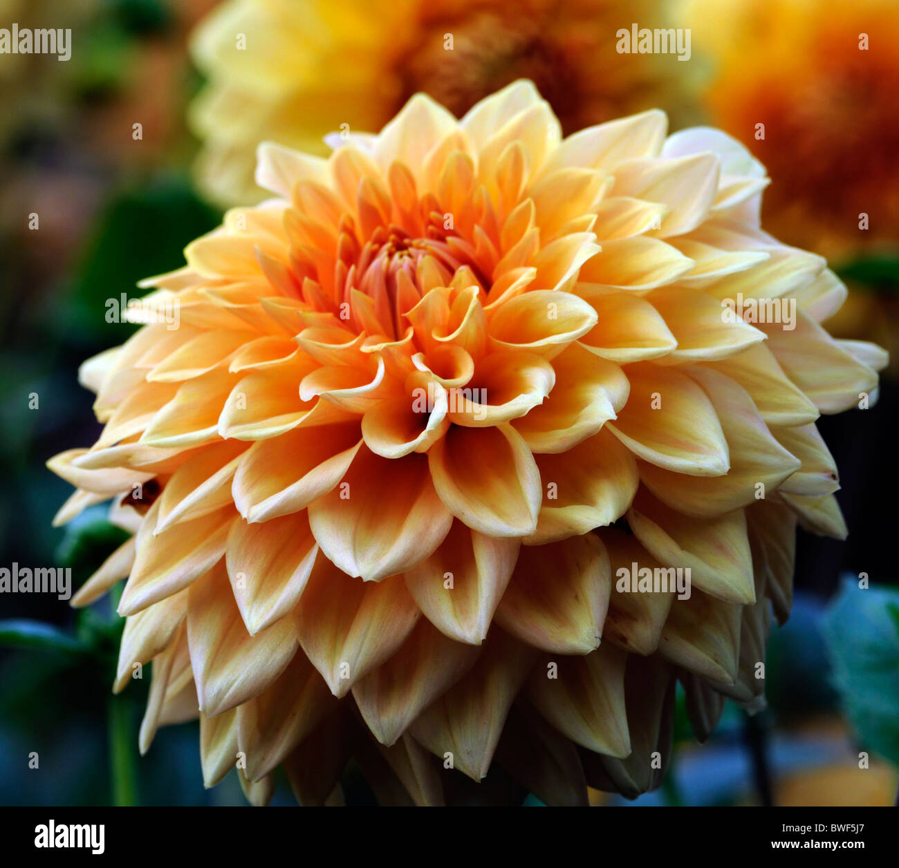 Dahlia Trengrove Tauranga Dahlia decorative bronze orange blossom flower bloom Stock Photo