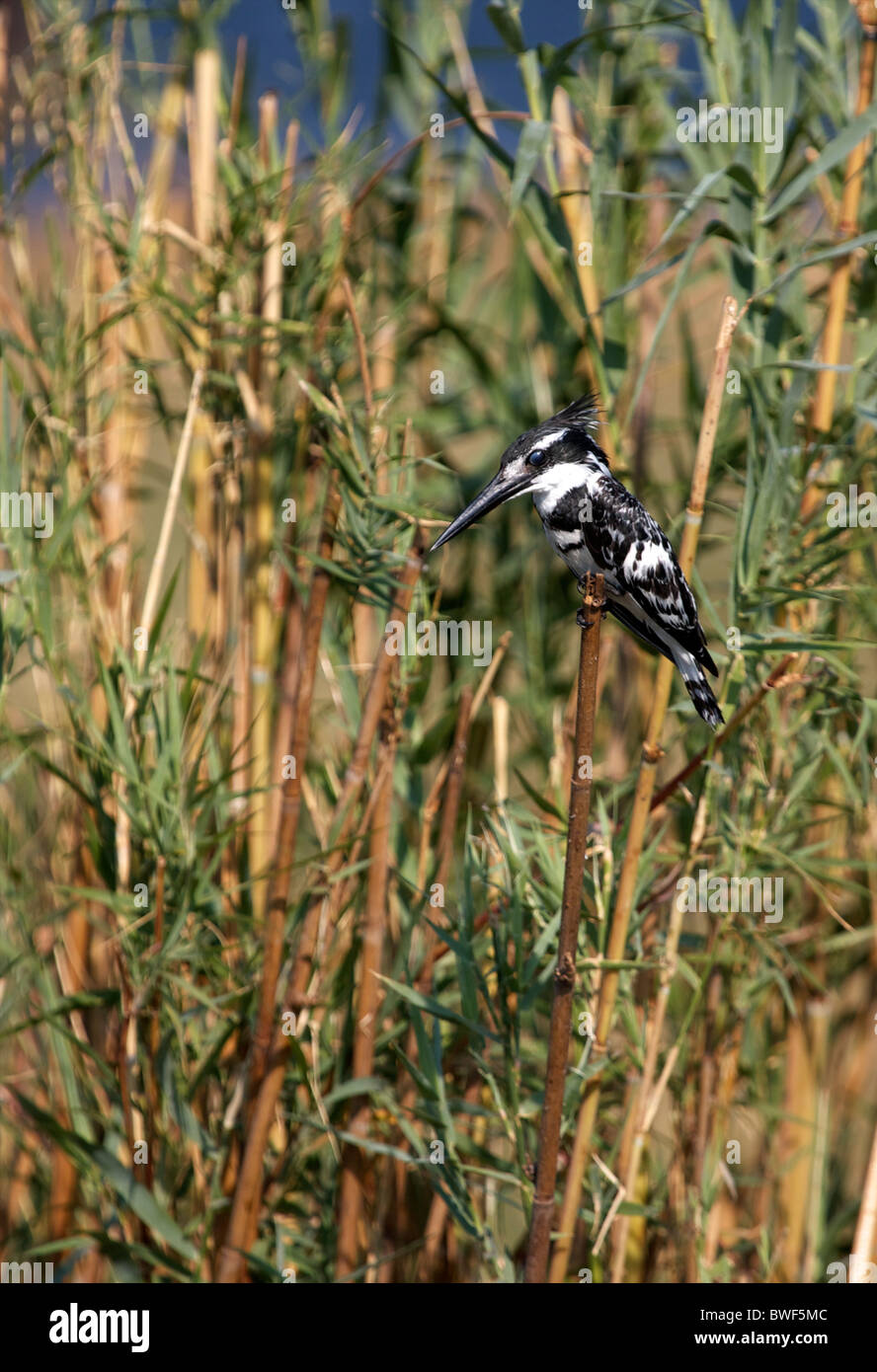 Pied kingfisher perching on tall reeds Stock Photo