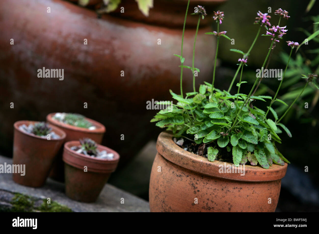 Saxifraga Cochlearis alpine in large pot with alpine sedum in small pots Stock Photo